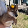 Фото профиля ひよこ🐣