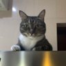 Panos P.'s profile picture