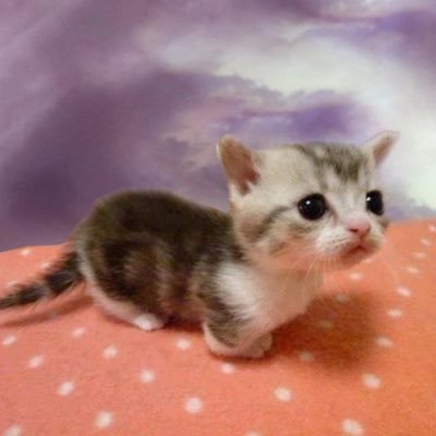 chuu shady facts's profile picture