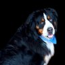 LUCIEN's profile picture
