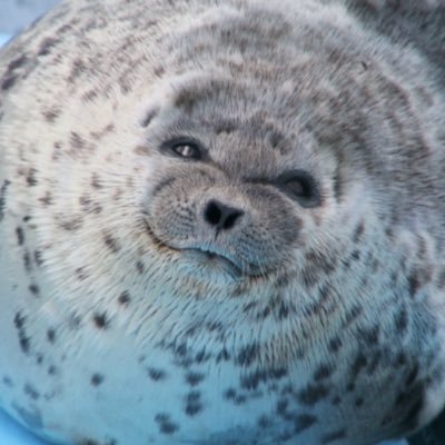 Poopywoopy's profile picture
