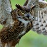 Hootie's profile picture