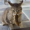 Profilbild von Celtics Fan / Jaylen Brown Hater