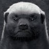 cc No's profile picture