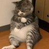 LapiceraSinCapuchón's profile picture