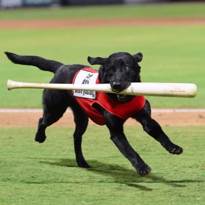 Finn the bat dog's profile picture