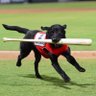 Finn the bat dog 的头像