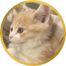 ねこまみ 的头像