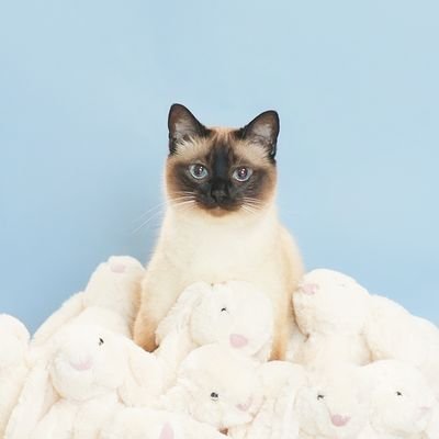 앵알이's profile picture