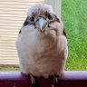 Blankety Blanks's profile picture