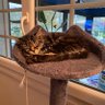 Zorro »1946's profile picture