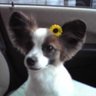 シェリー's profile picture