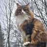 Observer's profile picture