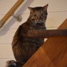 Фото профиля Hanにゃ