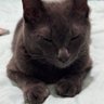 Profilbild von Tsume Ai