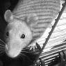 RatsArePrecious💙🦋 profil fotoğrafı