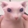Vancis's profile picture
