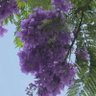 Фото профиля 💜طيف بنت هلال🇸🇦