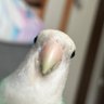みそかれ〜@色違い探し回ってる勢's profile picture