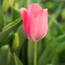 Фото профиля 🌷Lale Erdemli