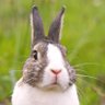 Cenchos's profile picture
