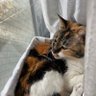 山泉 ひろみ profil fotoğrafı