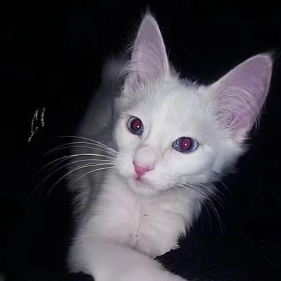 Reset's profile picture