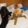 dog mama's profile picture