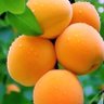 Фото профиля السحبوول