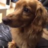 カッシー 的头像