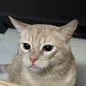 knoxberry's profile picture