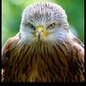 FreeHawk profil fotoğrafı