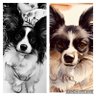 パピヨン profil fotoğrafı