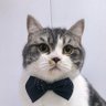 Фото профиля crazycat