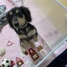 マッチャ 的头像