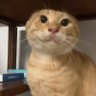 mo mo's profile picture