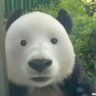 Healthy Panda's profile picture