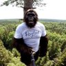 Bigfoot 的头像