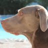Moose's profile picture