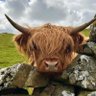 Chunky Flyer's profile picture