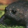 Almaenpena profil fotoğrafı