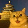 津门 虎先锋 🇨🇳 的头像