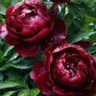 Фото профиля Montse 🌺