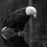 El quero's profile picture