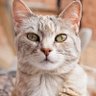 AS's profile picture