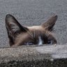 yo-guruto profil fotoğrafı