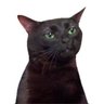 =SalemTheCat= profil fotoğrafı