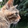 InfiniteNekoCat's profile picture