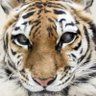 Profilbild von I love animals