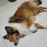 Laaaaaazy dude 的头像